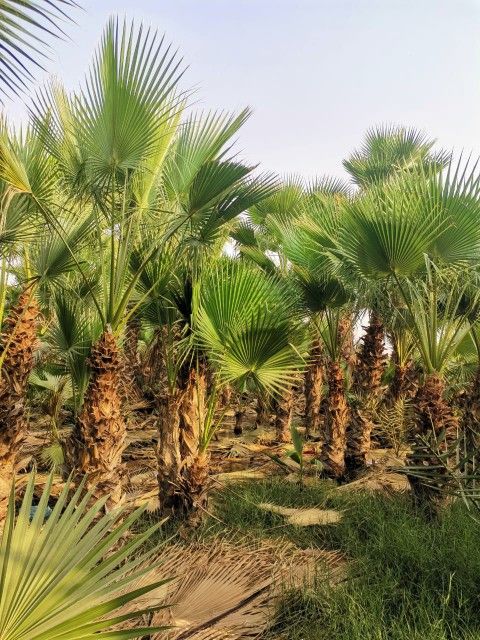 مقاول بناء تراءث ومقاول نخل