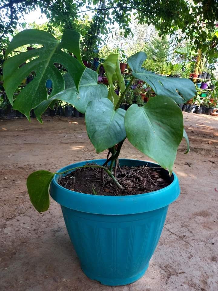 شارع ابن سينا الرياض