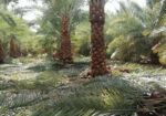يوجد لدينا نخيل عربي وشنطن ورش مبيد حشرات واعمال الشبوك