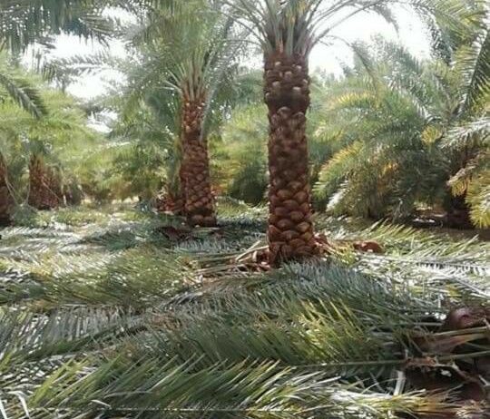 يوجد لدينا نخيل عربي وشنطن ورش مبيد حشرات واعمال الشبوك