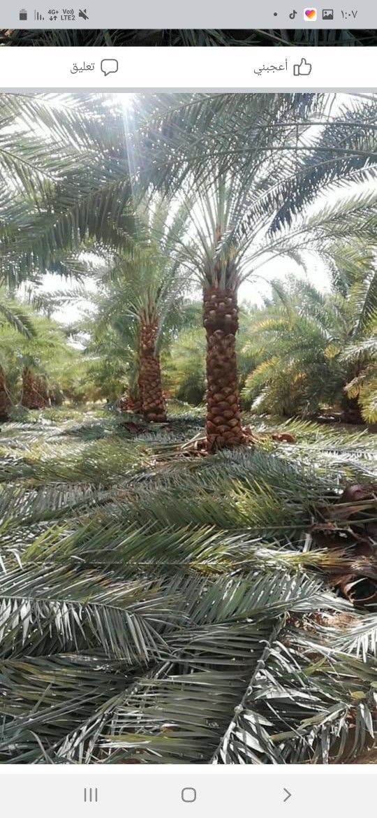 يوجد لدينا نخيل عربي وشنطن ورش مبيد حشرات واعمال الشبوك