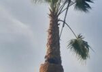 مقاول بناء تراءث ومقاول نخل
