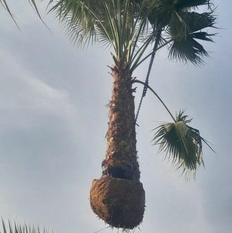 مقاول بناء تراءث ومقاول نخل
