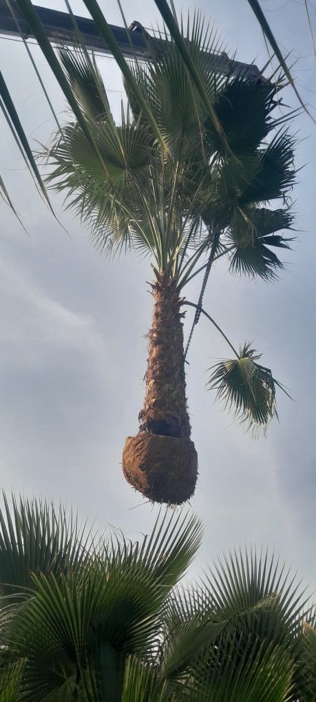 مقاول بناء تراءث ومقاول نخل