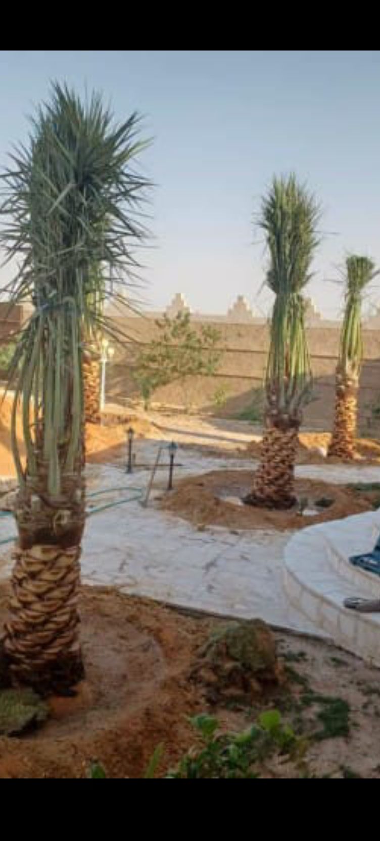 نخيل مثمر للبيع
