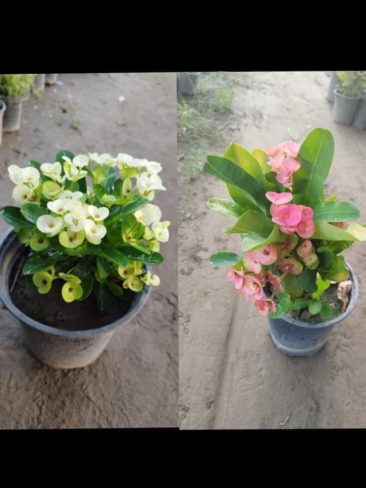 0548813846تنسيق الحدايق