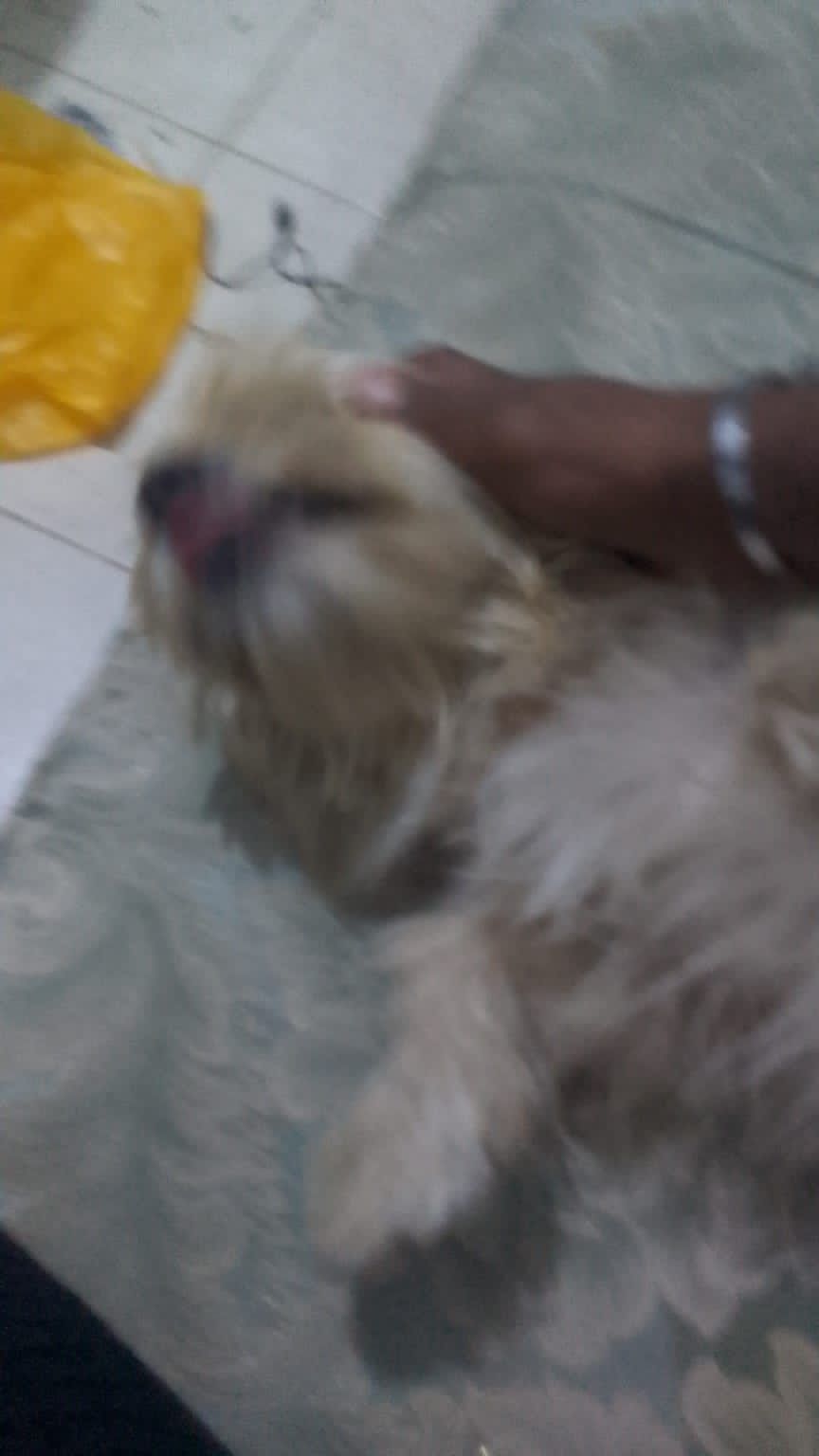 جده حي التيسير