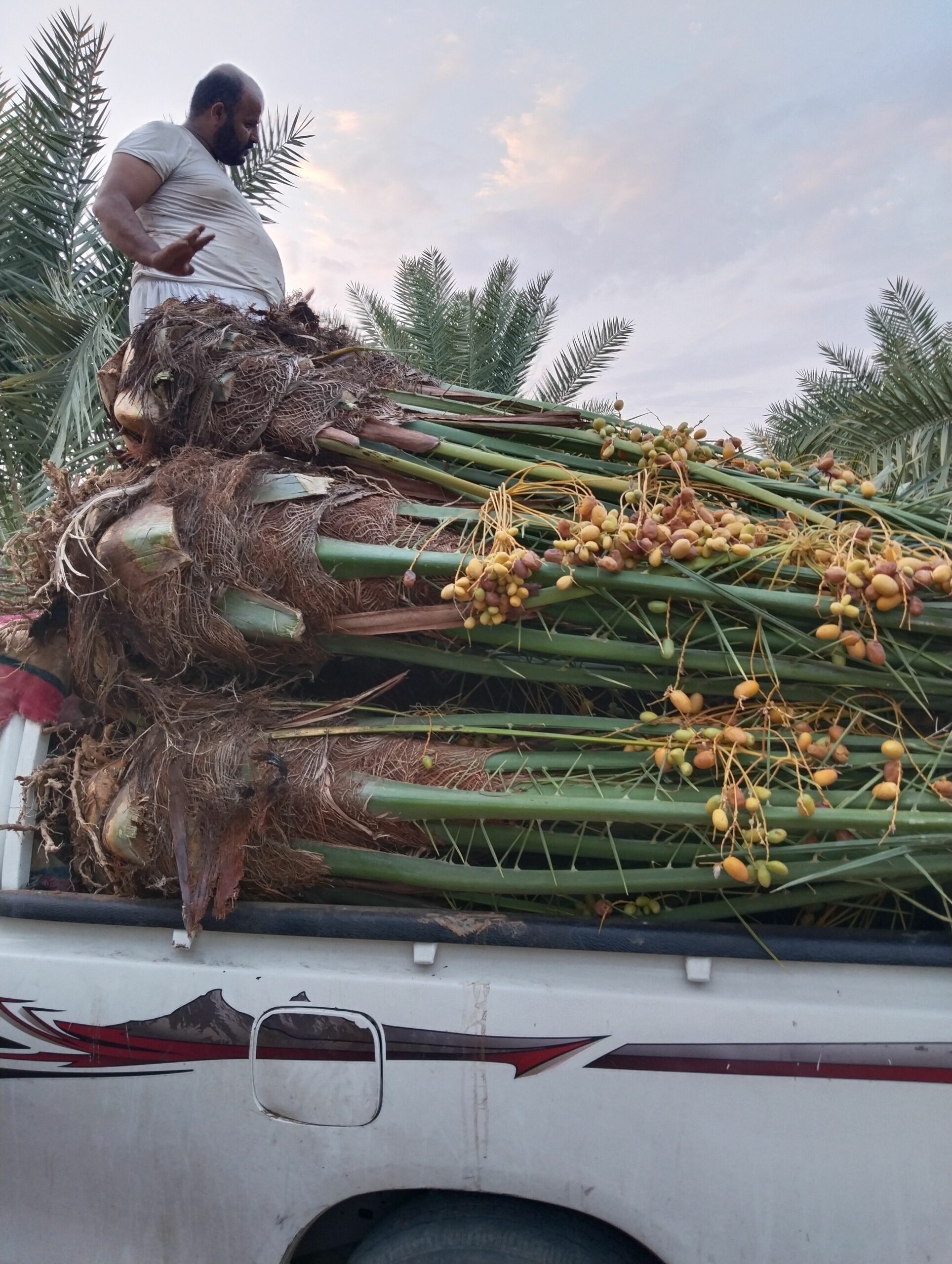 نخيل للبيع مثمر