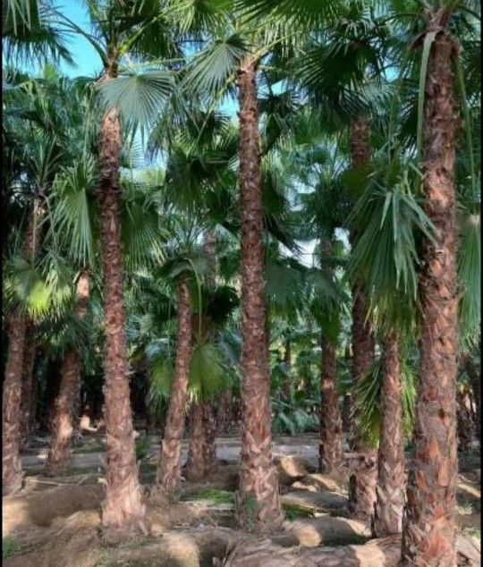 نخل واشنطني وعربي مثمر