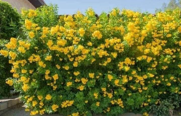 0548813846تنسيق الحدايق