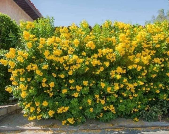 0548813846تنسيق الحدايق