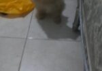 جده حي التيسير