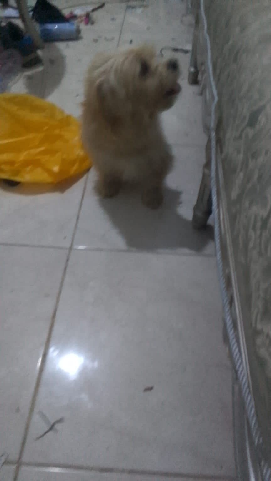 جده حي التيسير