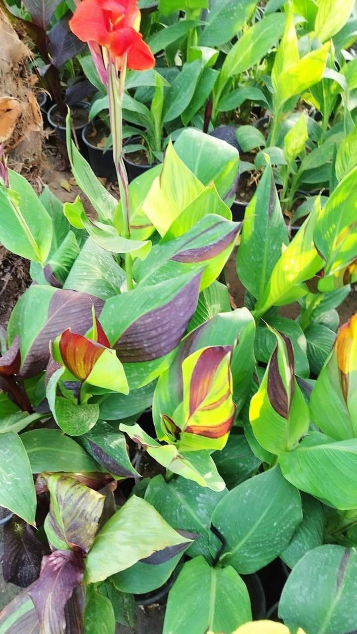 تنسيق الحدايق 0548813846