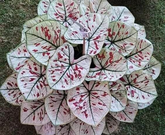 شارع ابن سينا الرياض