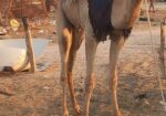 قعود طوع والسن تني