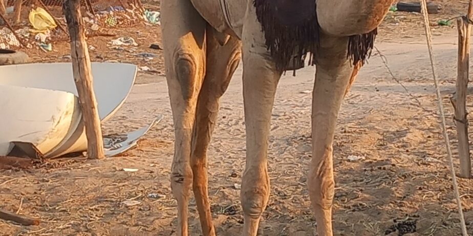 قعود طوع والسن تني