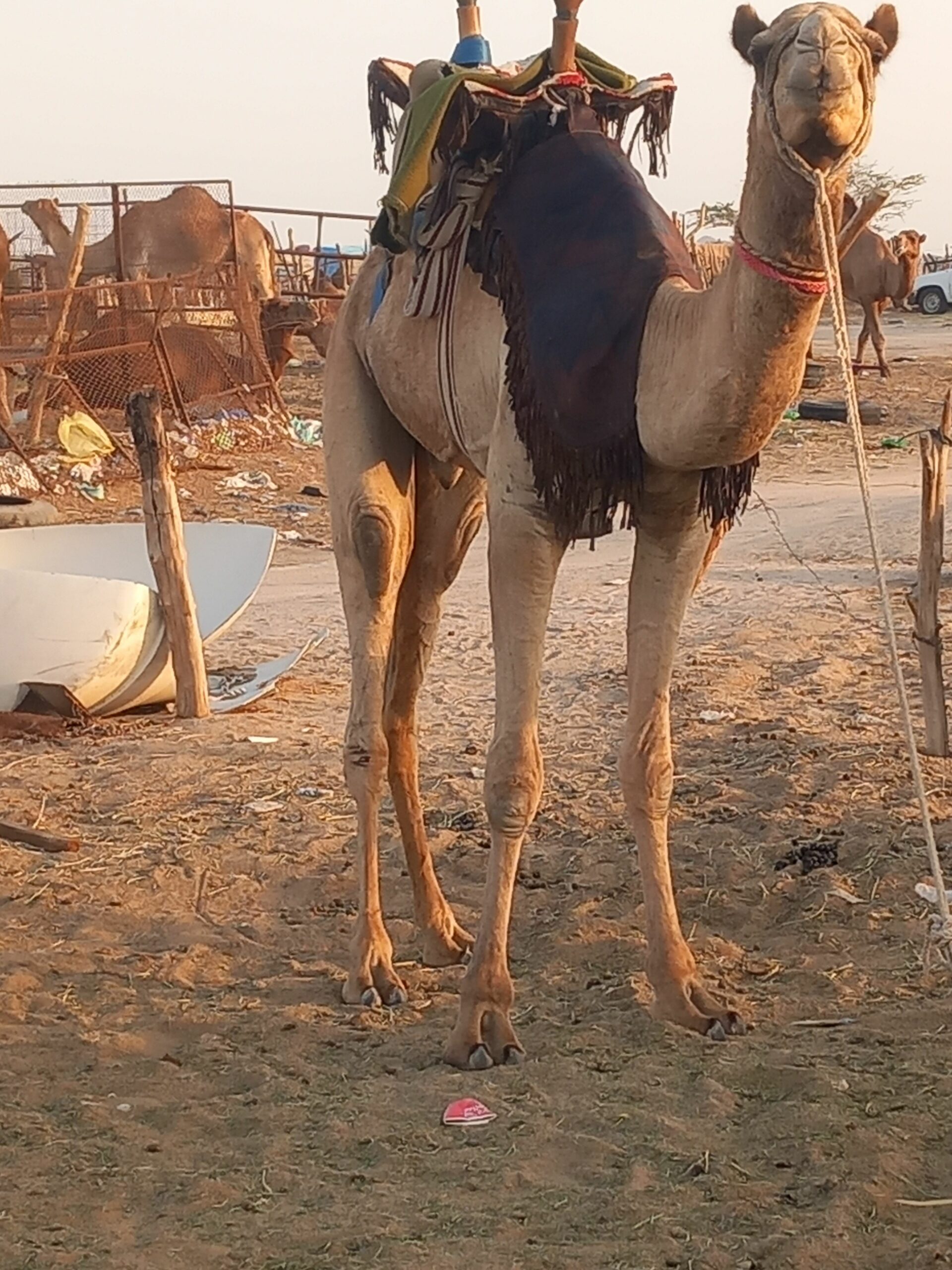 قعود طوع والسن تني