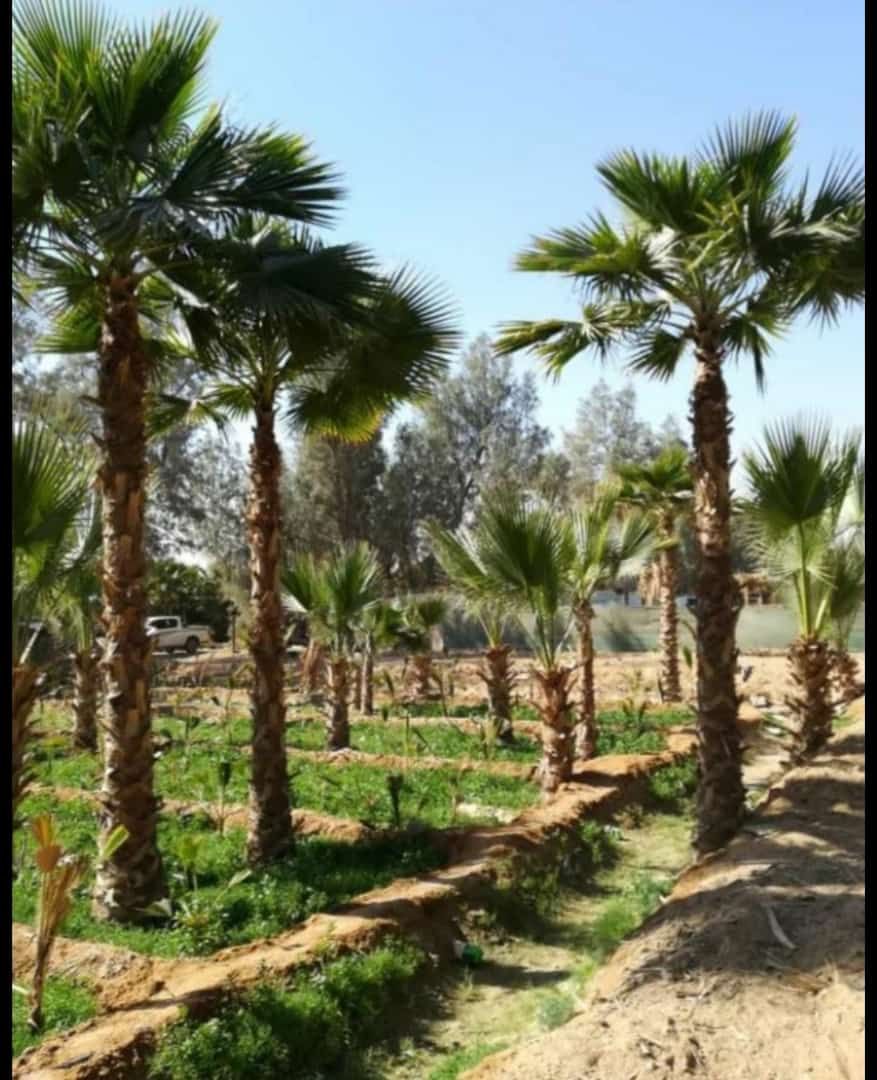 نخل واشنطني وعربي مثمر
