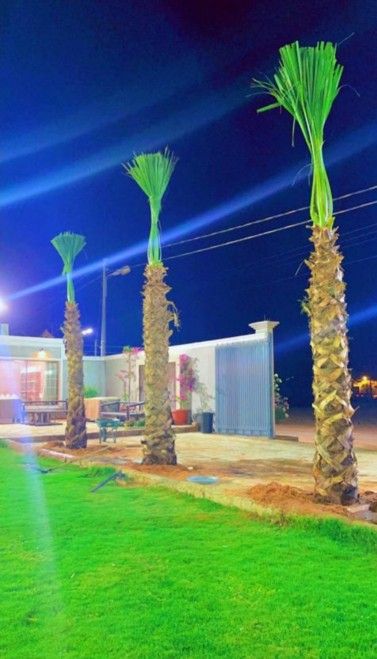 نخل واشنطني وعربي مثمر