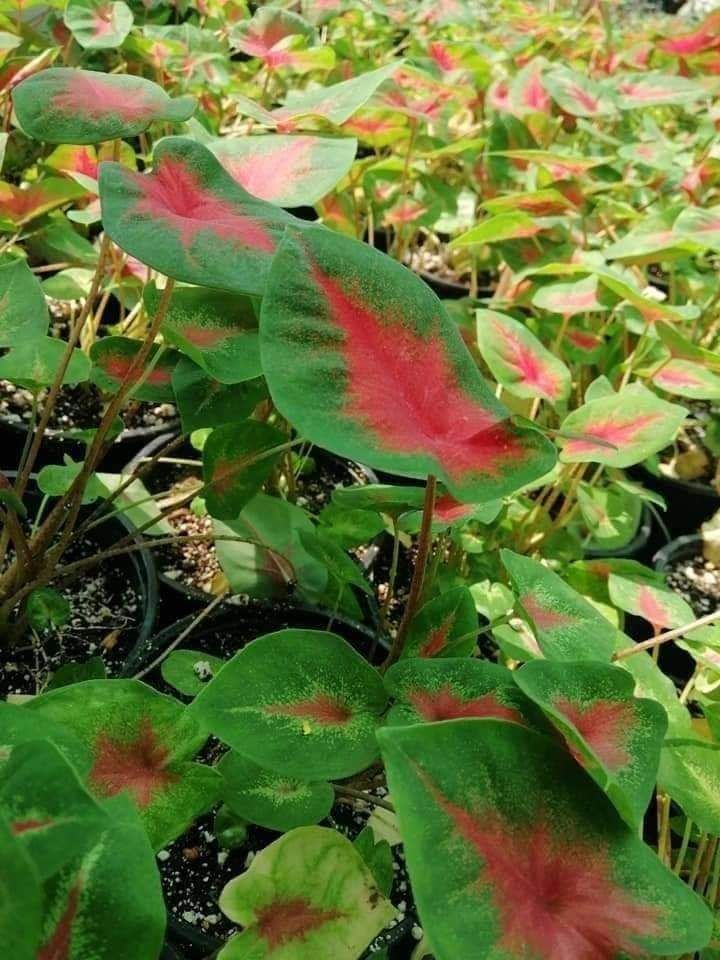 شارع ابن سينا الرياض