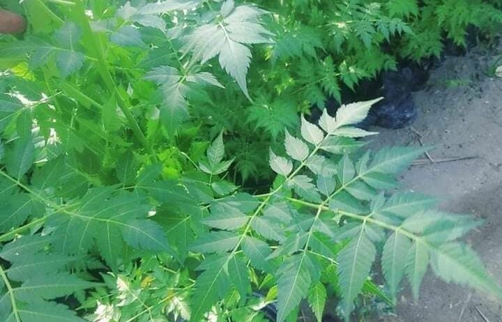 تنسيق الحدايق 0548813846