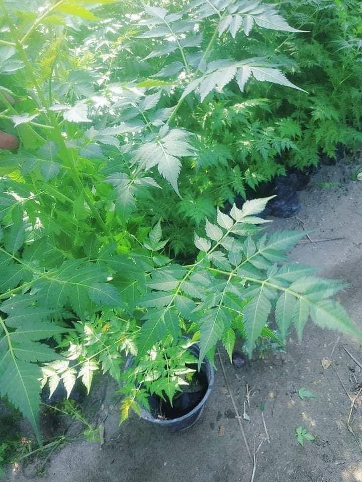 تنسيق الحدايق 0548813846