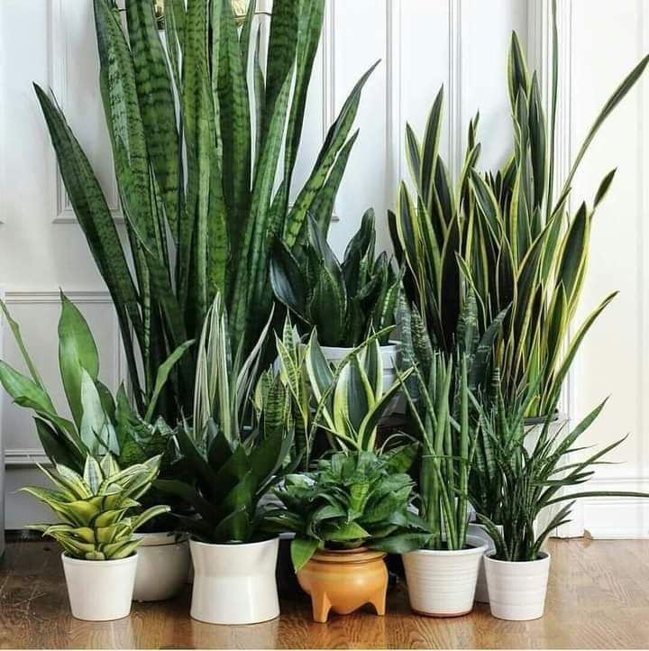 تنسيق الحدايق 0548813846