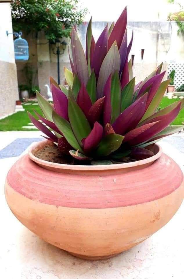 تنسيق الحدايق 0548813846