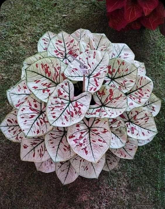 0548813846تنسيق الحدايق