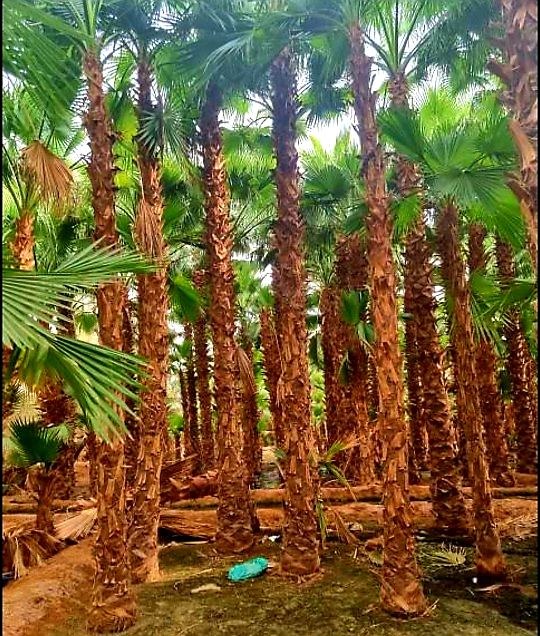 نخل واشنطني وعربي مثمر