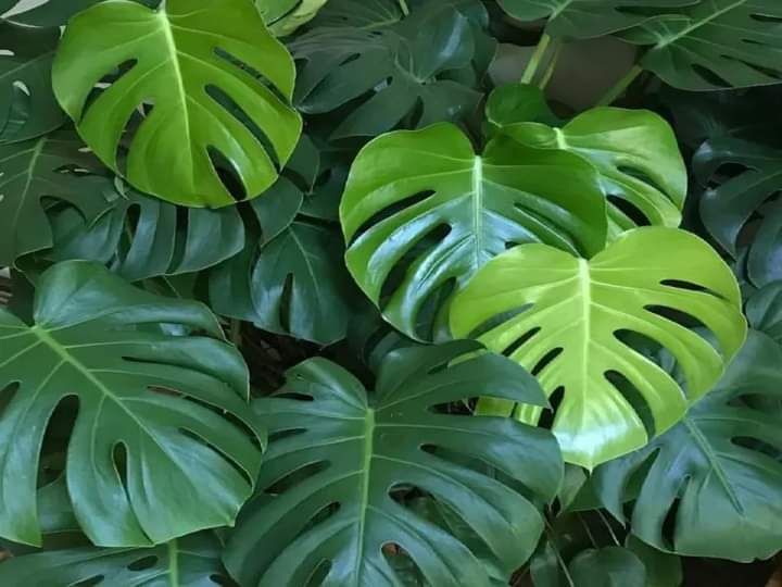 شارع ابن سينا الرياض