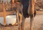 قعود طوع والسن تني