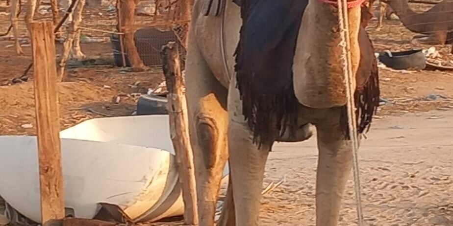 قعود طوع والسن تني