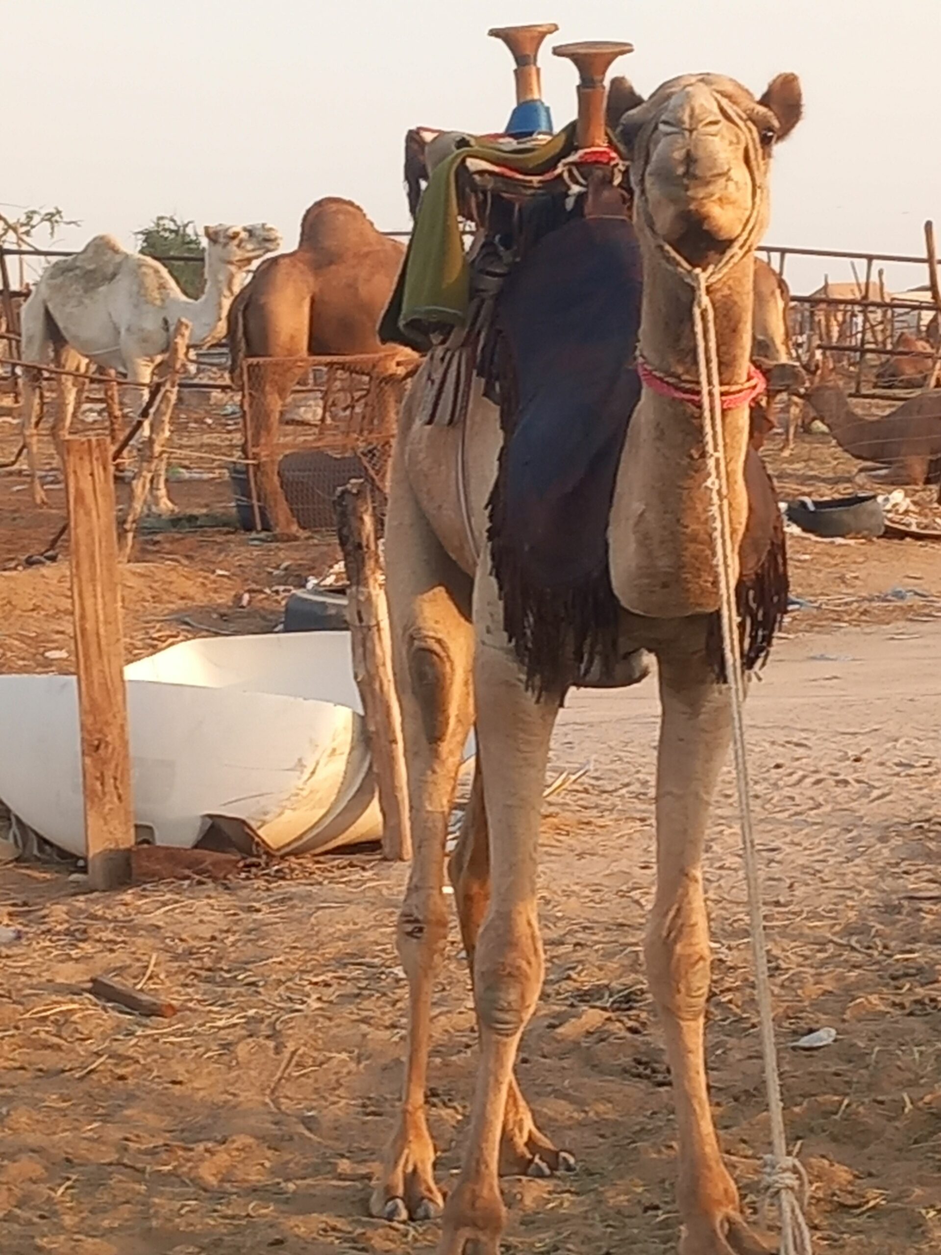 قعود طوع والسن تني