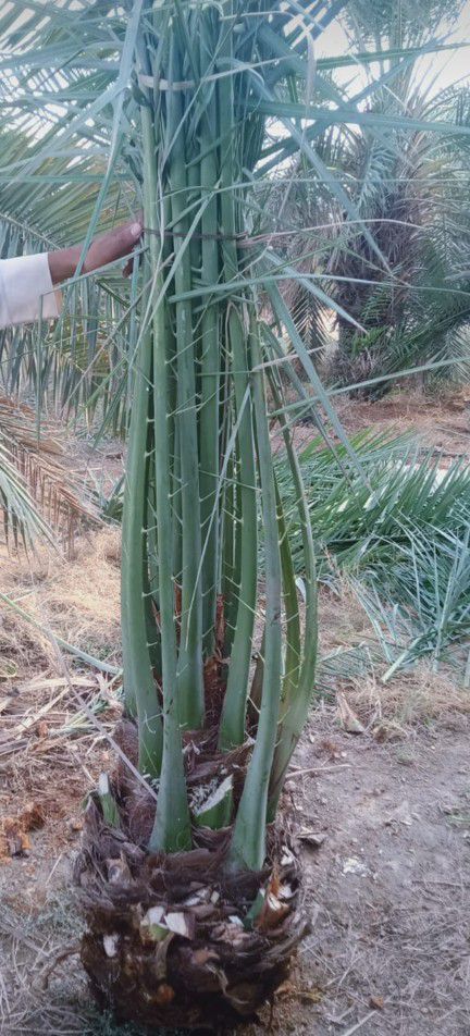 نخيل مثمر للبيع