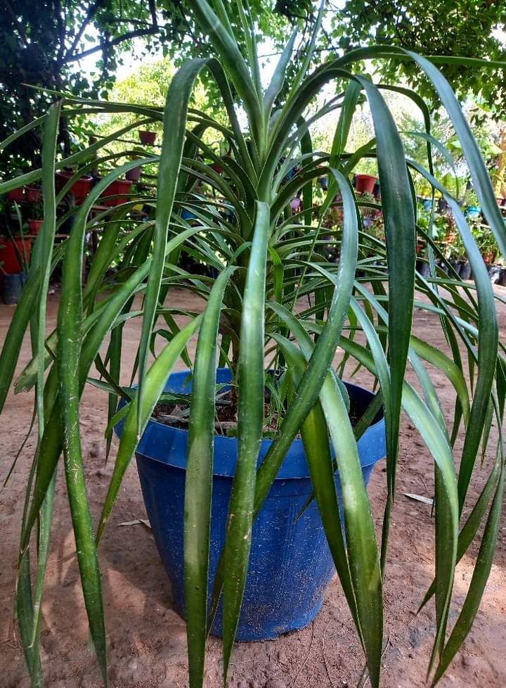 شارع ابن سينا الرياض