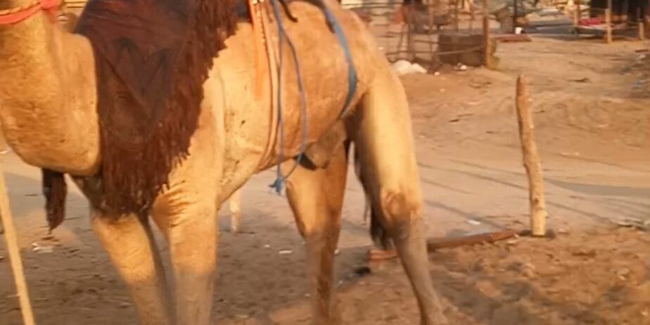 قعود طوع والسن تني