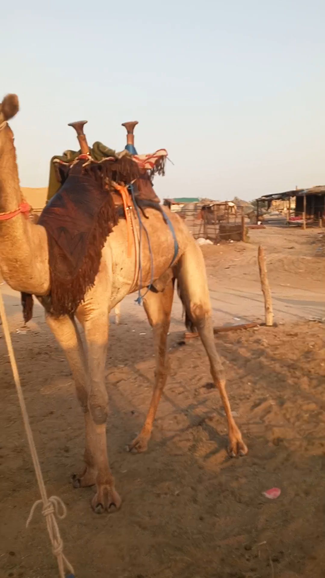 قعود طوع والسن تني