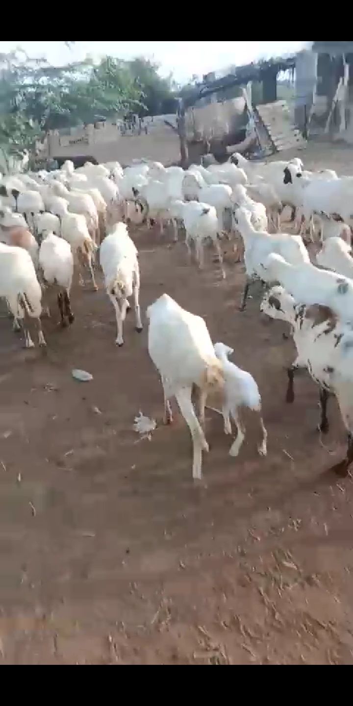 جازان صبياء