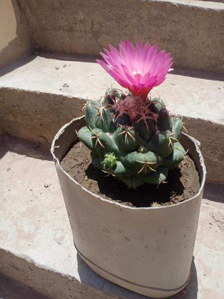 0548813846تنسيق الحدايق