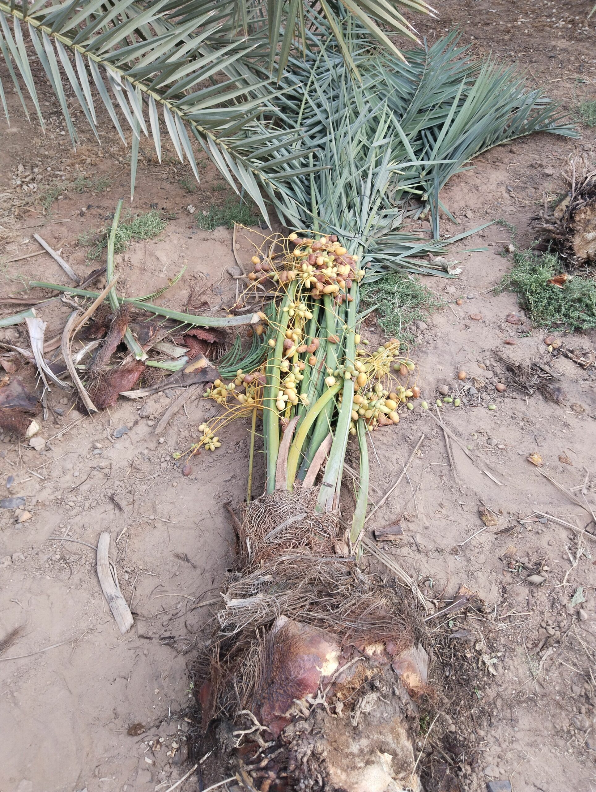 نخيل للبيع مثمر