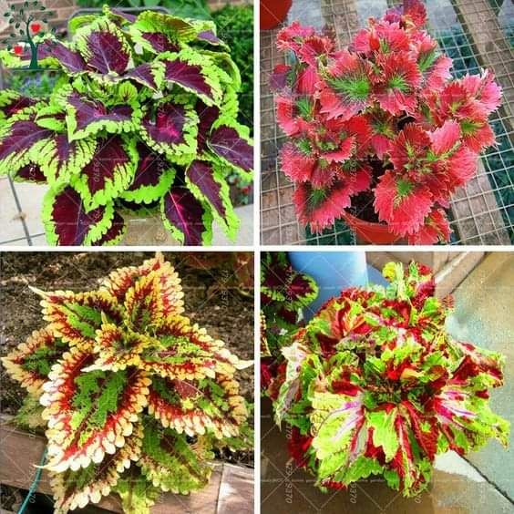 شارع ابن سينا الرياض