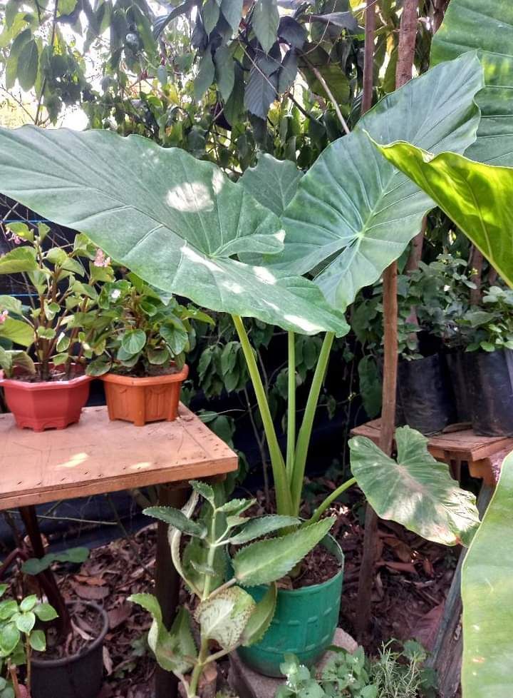 شارع ابن سينا الرياض