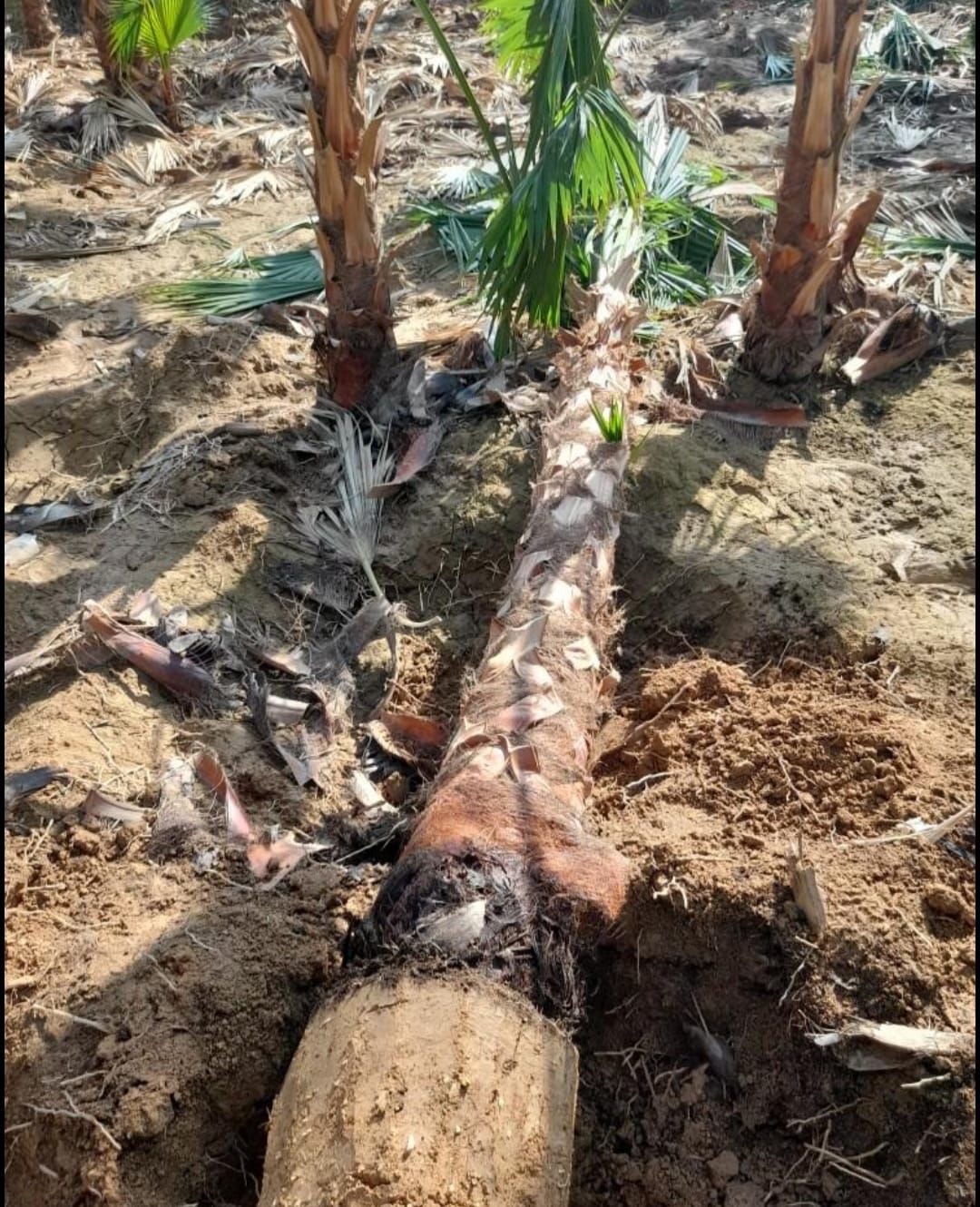 نخل واشنطني وعربي مثمر