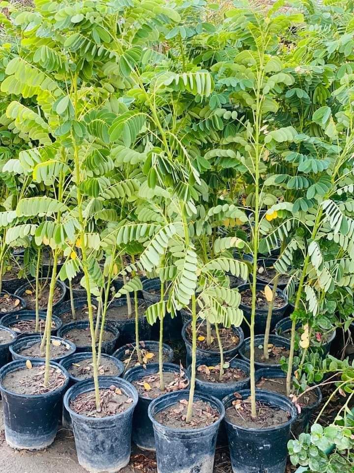 شارع ابن سينا الرياض