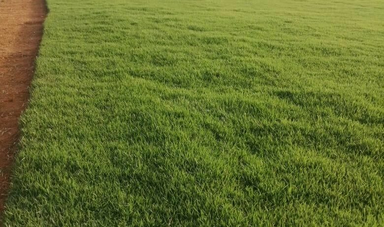 الرياض
