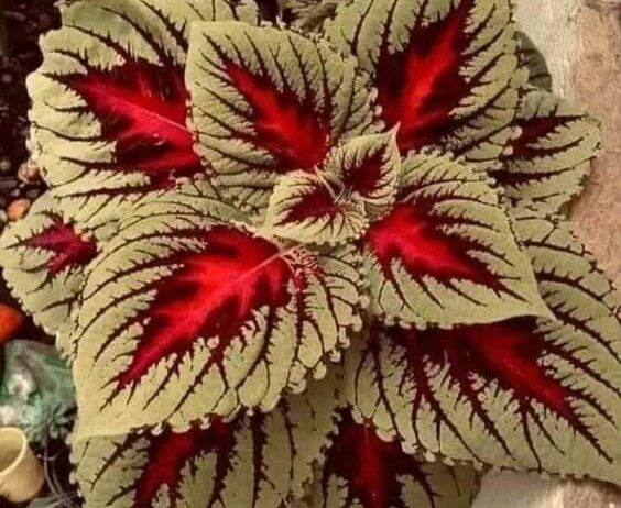 تنسيق الحدايق 0548813846