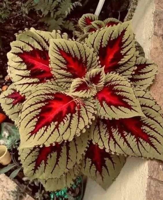 تنسيق الحدايق 0548813846