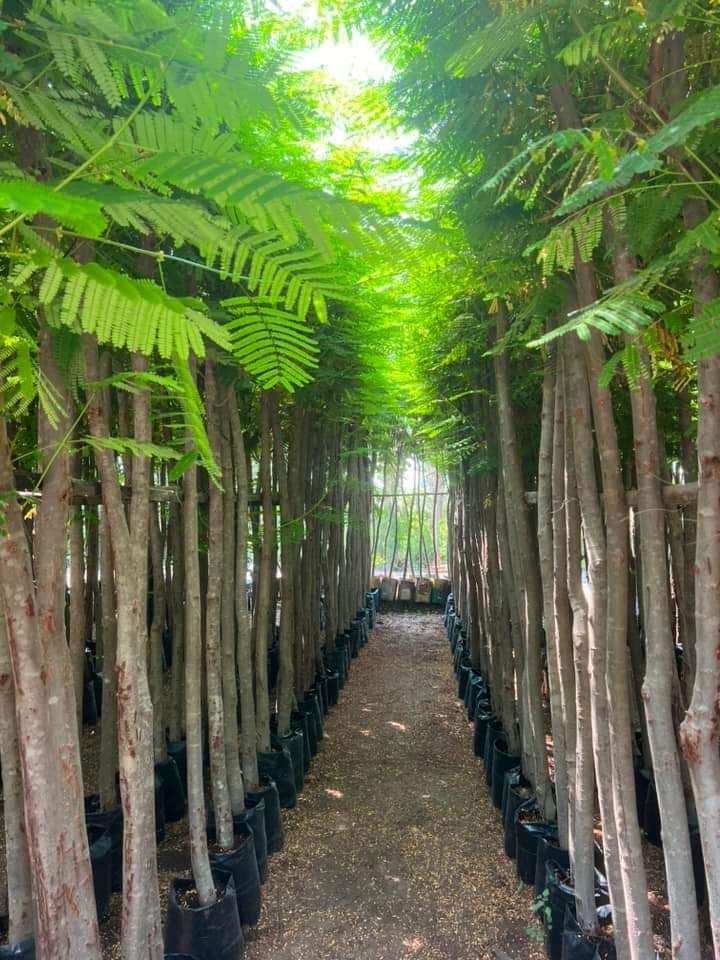 0548813846تنسيق الحدايق